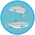 2023 SR_Salmon