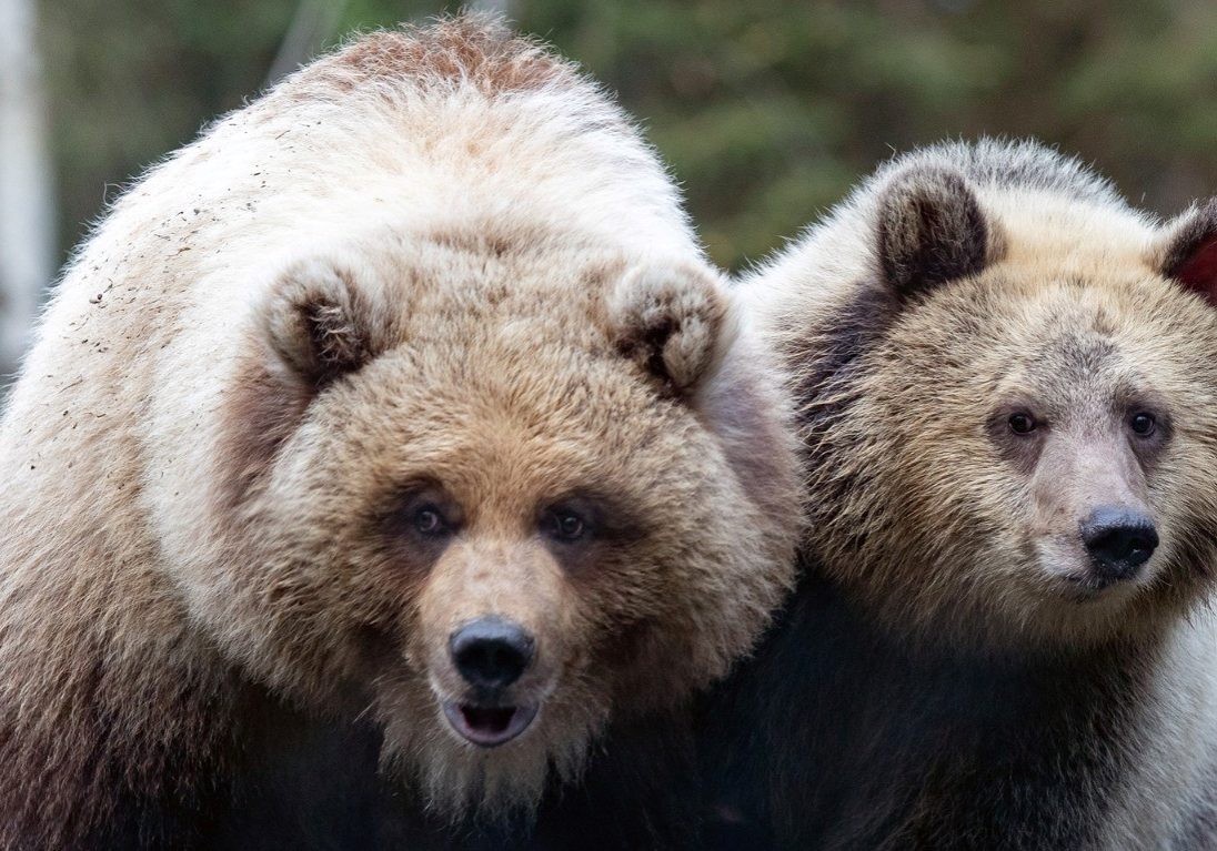 Woodland Park Zoo Bears Museum Passes