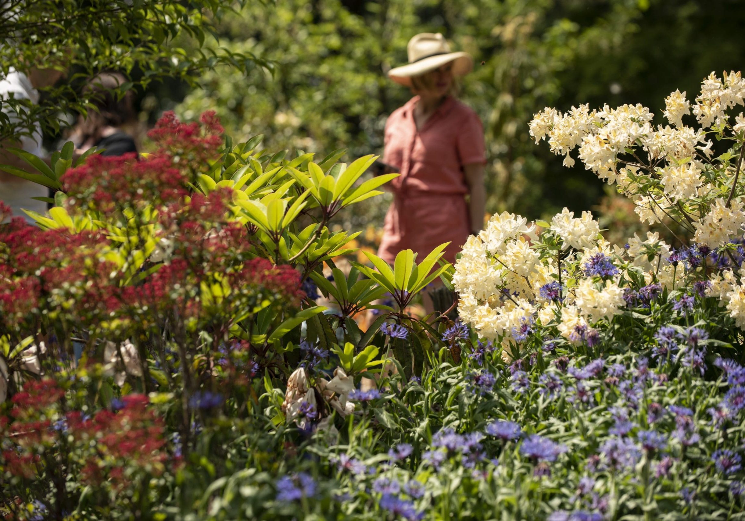 Woman standing in a sunny garden admiring a lush border of flowers.